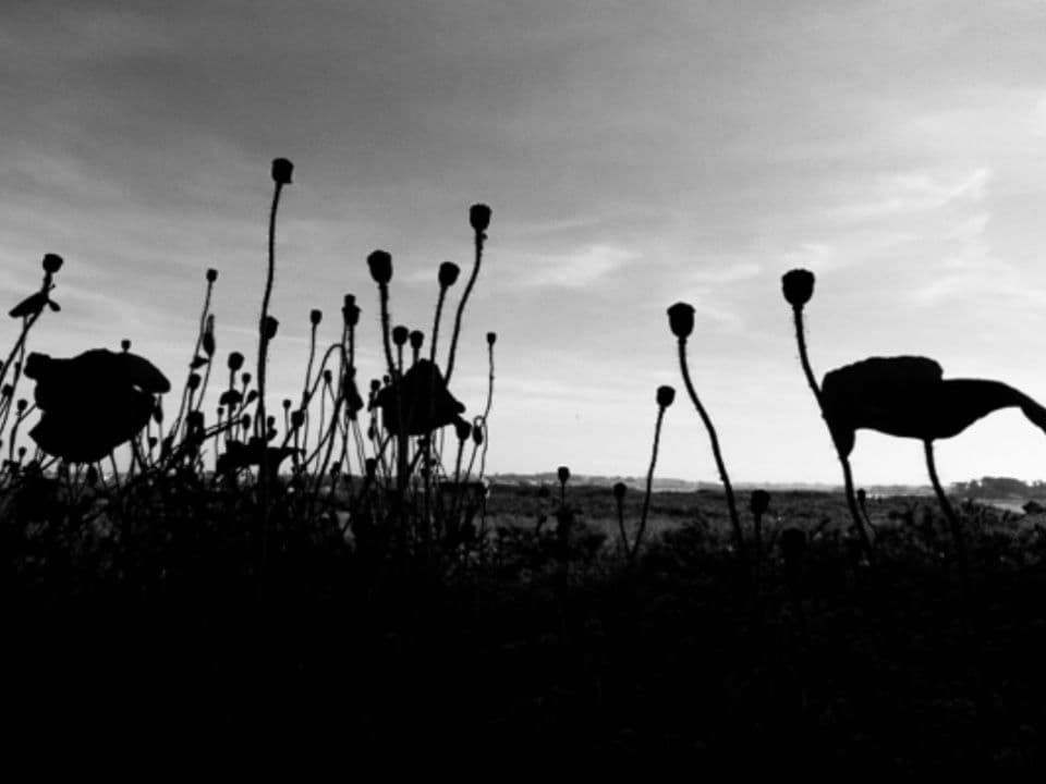 003=Murmures, 2019_Whispers, 2019.jpg