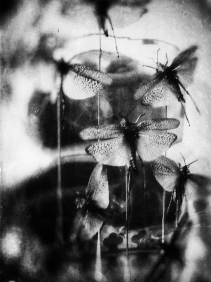 006=Les papillons noirs, 2018_Black butterflies, 2018.jpg